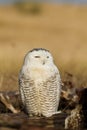 Snowy Owl (Bubo scandiacus).